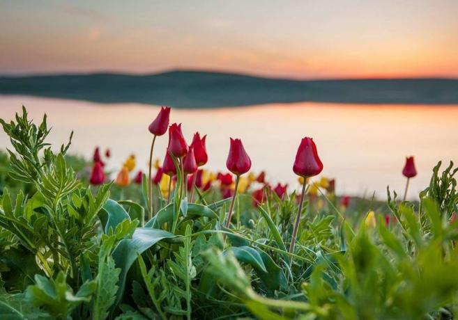 Kwitnące dzikie tulipany w Kazachstanie