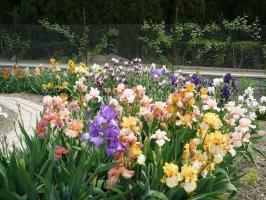 Wiosna - czas przypomnieć tęczówki (Iris) w kraju: 7 cennych wskazówek
