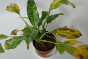 Dlaczego Spathiphyllum ( „Szczęście dla kobiet”) sczerniałe liście. rozwiązać problem