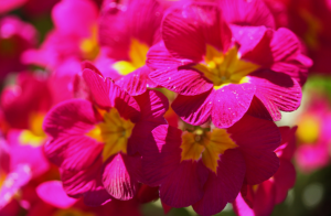 Jak poprawić zdolność kiełkowania nasion kwiatów tugovskhozhih