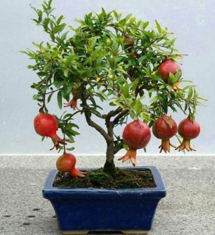 Granat nadaje się do uprawy bonsai techniki