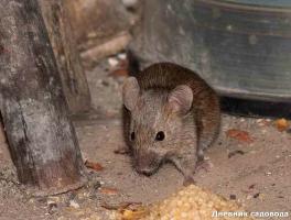Pozbycie się myszy i szczurów w kraju