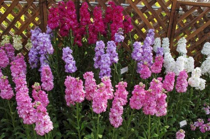 Zobacz: http://alena-flowers.ru. Levkoy frotte szarości. Inne gatunki z mniej piękne kwiaty nazywa się „Wild Orchid” do jasnej zapachu po zachodzie słońca