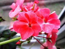 6 piękne i wytrwałych wieloletnie kwiaty (część 2)