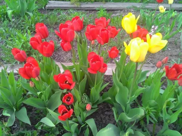 Dzisiaj jest uprawiana około 2000 odmian tulipanów