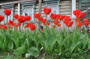 Dlaczego nie kwitną tulipany (kilka liści!) I jak go naprawić