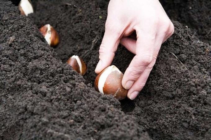 Sposób sadzenia cebulki tulipana w trashnei