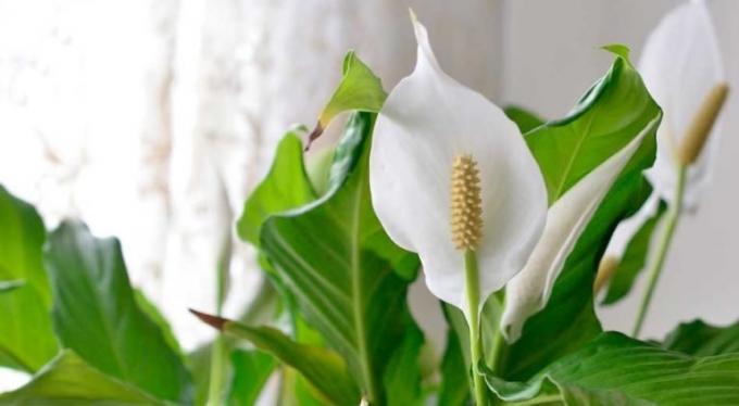 Kwiat Spathiphyllum - shishechka i biały - arkusz-podsadka