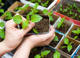 Jak prawidłowo sadzić sadzonki papryki w szklarni lub łóżko