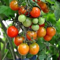 Nadtlenek wodoru - opatrunek na pomidorach