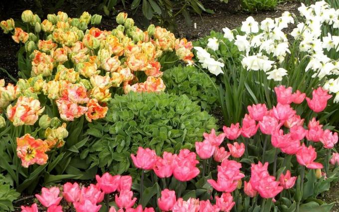Chic Wiosna kwiat łóżko. A tulipany i żonkile. Lubisz to?