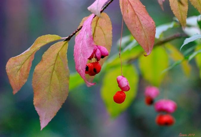 Makro stock jagody i liście Euonymus (lifeisphoto.ru)