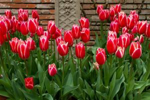 Czy to możliwe, aby sadzić tulipany na wiosnę? Gdy kwitną?
