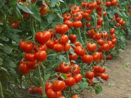 Nawożenie drożdży zwiększenia wydajności ogórki, pomidory