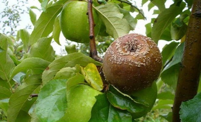 Owoce gniją na jabłoni (ilustracji do artykułu pobranej od Yandex. zdjęcia)