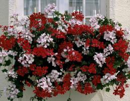 Poznaj piękne pelargonie hang-Downing, gotowe do dekoracji domu i ogrodu