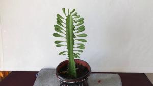 Skuteczne metody hodowlane dla Euphorbia Trójkątna. Uprawiaj piękną roślinę bez zbytniego wysiłku