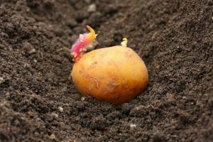 Bitwa o zbiorach: jak ziemniaki roślinnych