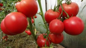 Pomidory nie będzie proste środki przegrzaniem: