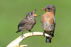 Protect truskawki z ptakami