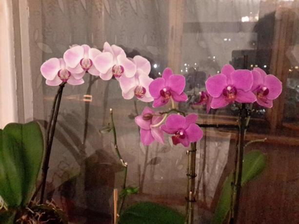 Część mojej kolekcji Phalaenopsis w mieszkaniu. Kąpię im kąpiel!