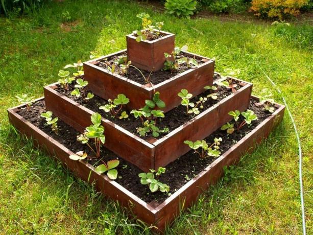 truskawki sadzenia wariantową piramidy