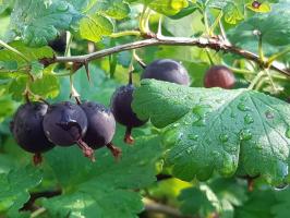 Jak przygotować agrest jesień jagody stać się większe i większe