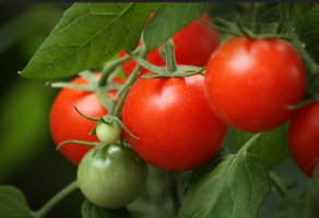 Cud w domu! 8 karłowate odmiany pomidorów