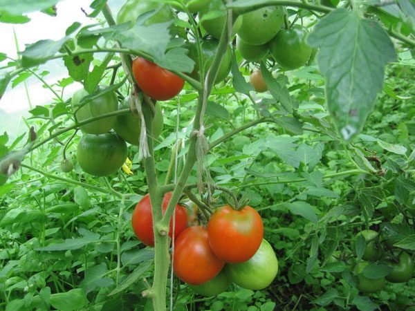 Leje pomidorów w szklarni. Zdjęcia w artykule z internetu