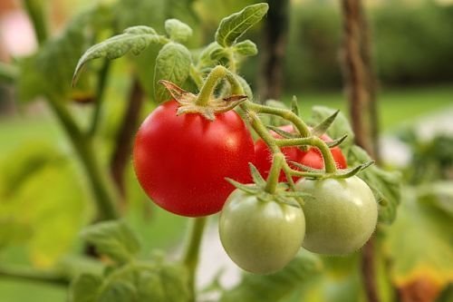Zima pomidory idealny do sałatek, ale źle utrzymane. Lepiej jest natychmiast przesłać je na stole - smak i zapach świetne!