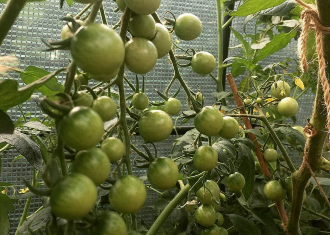 Owoce rosnące krzaki pomidorów podwójnych nie mniejsze niż w pojedynczych nasadzeń. 