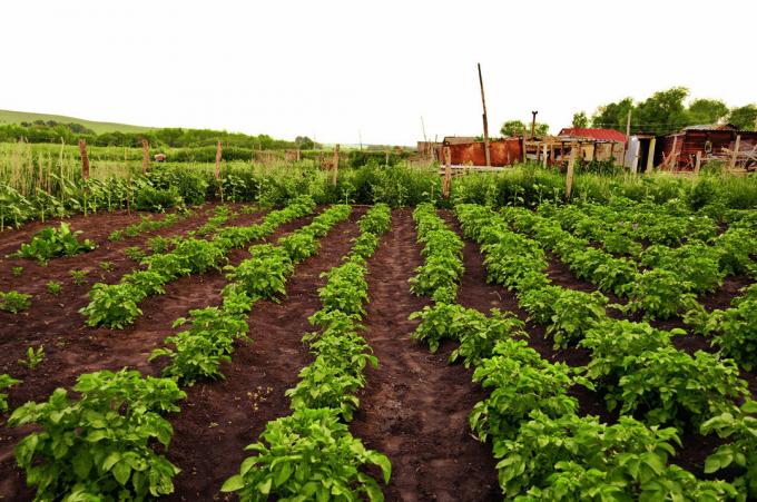 plantacji ziemniaków - to typowa cecha rosyjskiej podwórku! Zdjęcie do artykułu są pobierane z Internetu