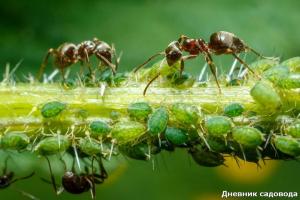 Pozbycie mrówek z jodem
