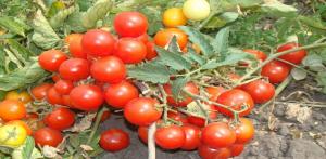 Najlepsze odmiany pomidorów niewymiarowe do uprawy w otwartym polu.