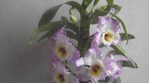 5 czynników wpływających kwitnienia dendrobium