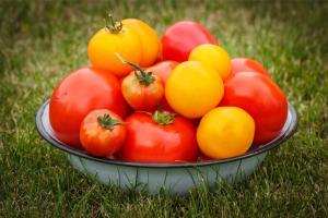 Pachnące odmiany pomidorów, które włożę na przyszły rok