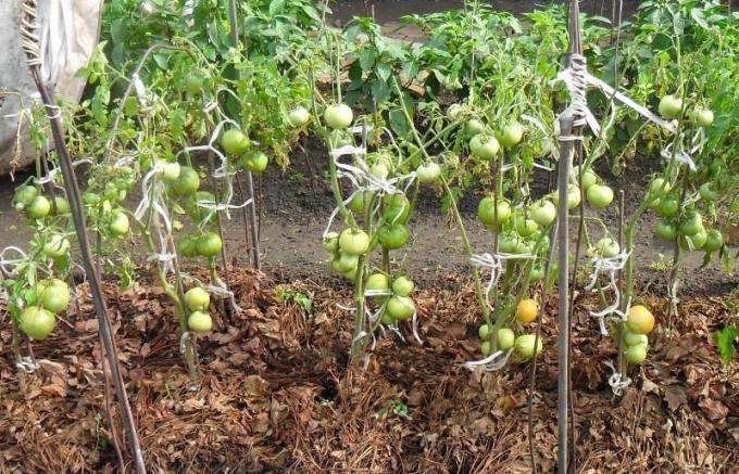 Przykład rozdrabniania trawy suchy pomidor łóżek (zdjęcie z internetu)