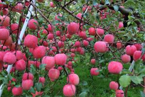 Dlaczego każdego roku jabłoń owocuje.