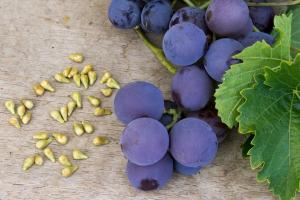 Mogę jeść winogrona z pestkami i jak one wpływają na organizm