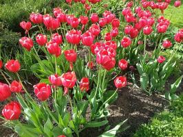 5 pomyłki w uprawy tulipanów, które umożliwiają 50% producentów