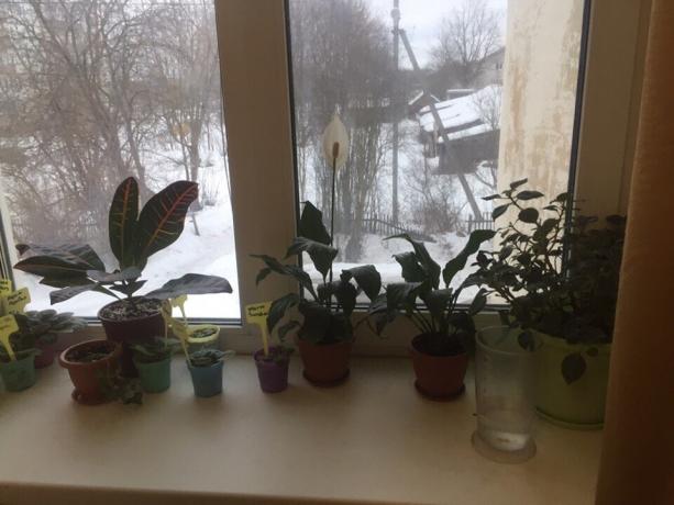 Rośliny doniczkowe na parapecie w mojej sypialni. Trzy z nich wkrótce pożegnać!