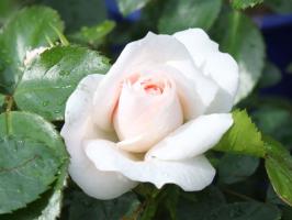 5 rzeczy, które zrujnować róża w ogrodzie
