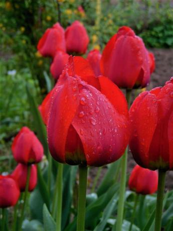 Mam rośnie tylko jeden gatunek tulipanów. I nie wiem, jak ma na imię. W tym roku, nagle chciał czegoś nowego zakładu. Tak narodził się pomysł, aby napisać notatkę na temat sadzenia cebulek wiosny. Nawiasem mówiąc, lubię tylko tulipany klasycznej formie, a opatrunek i inne fantazyjne nie wywołują współczucie.