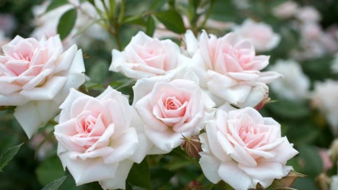 Pachnące róże w ogrodzie (fot -desktopwallpapers4.me)