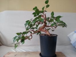 Dlaczego nie rosną Ficus benjamina i co zrobić w tym przypadku,