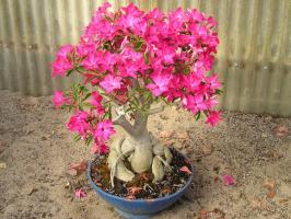 Meet Adenium: home "Desert Rose"
