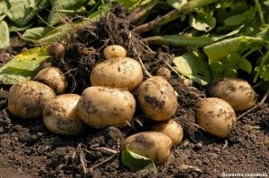 Przywrócenie gleby po zbiorze ziemniaków