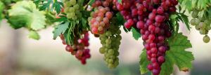 Szybkim sposobem hodowli winogron