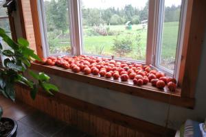 Wlać-ka 4 prawidłowych sposobów, aby przyspieszyć dojrzewanie pomidorów na parapecie