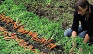 Właściwa sadzenia marchwi: skuteczny sposób na wzrost i plony kiełkowania